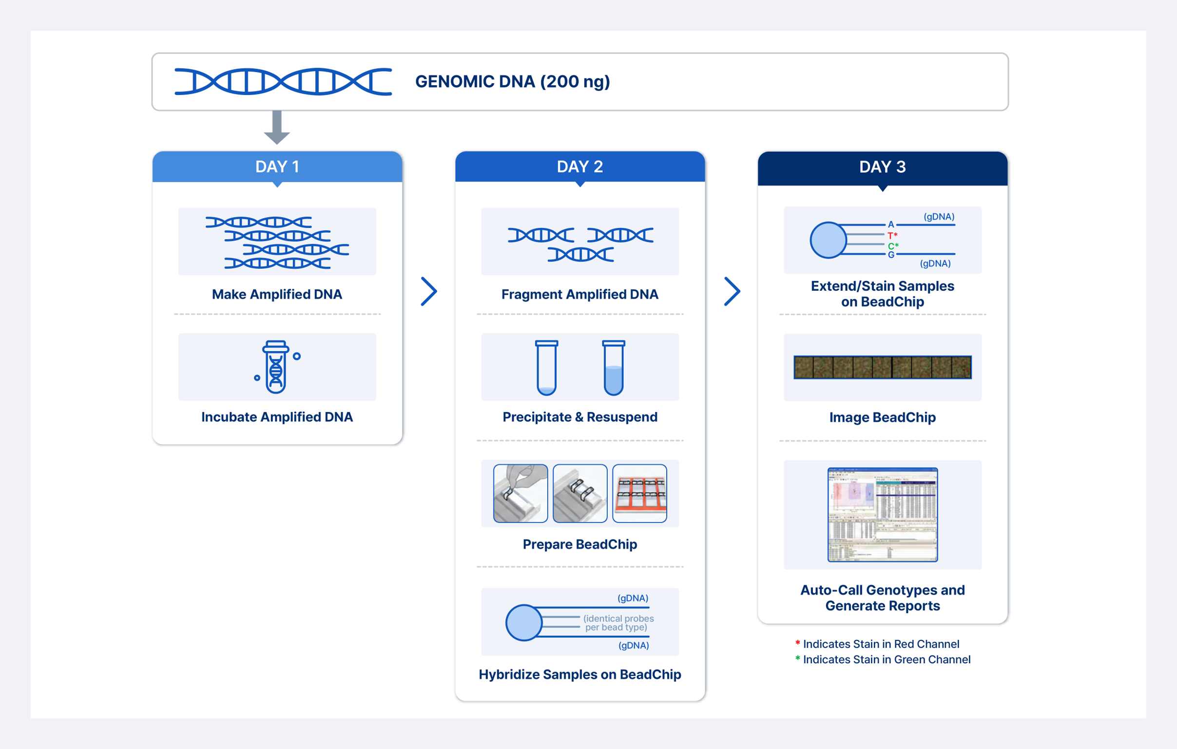 Illumina BeadChip Genotyping